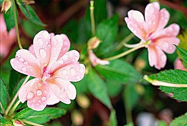 多款经典《战地》游戏被EA下架停售 包括《战地：叛逆连队2》